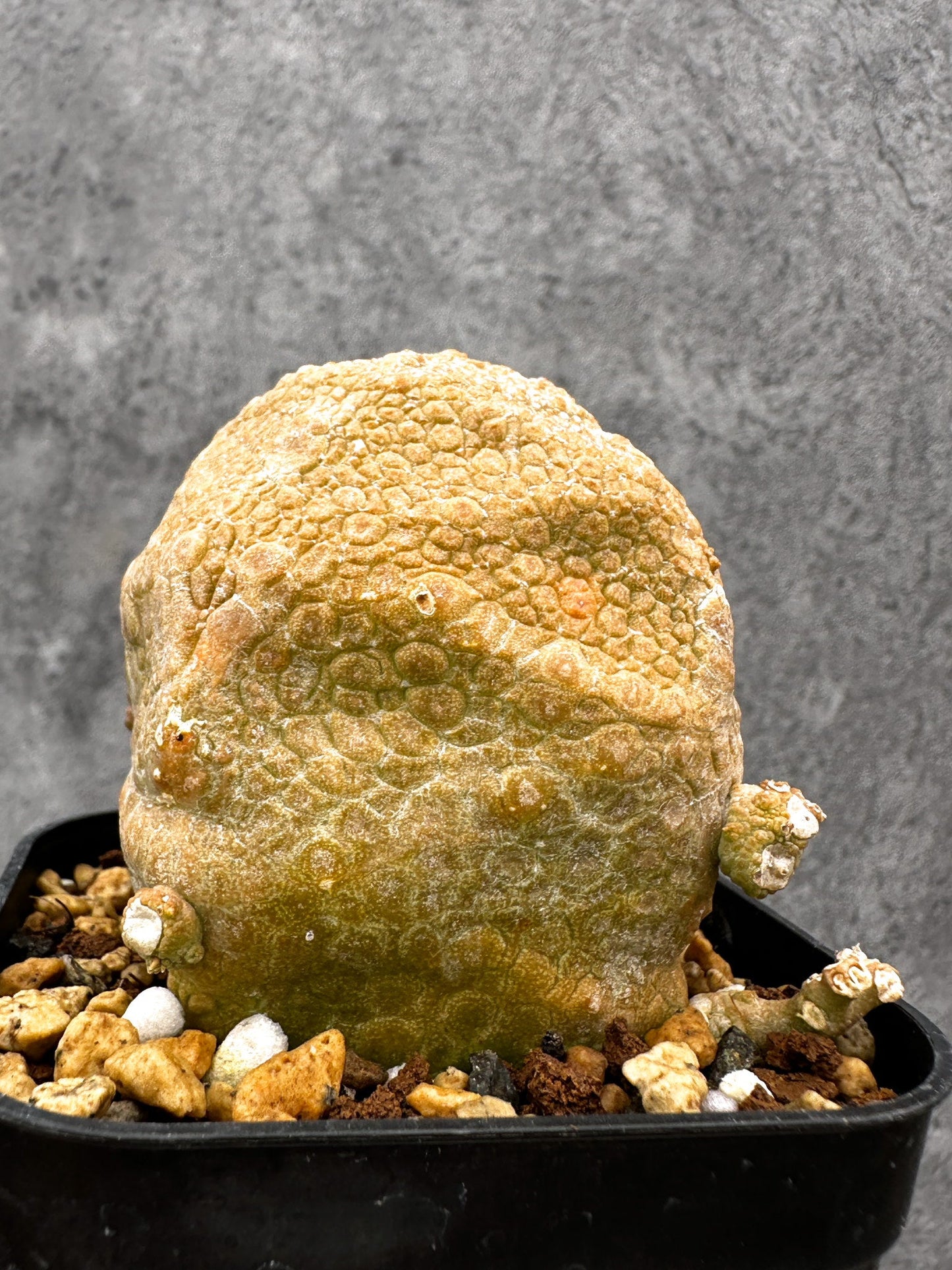 【現品限り】プセウドリトス・クビフォルメ 実生【I41】 Pseudolithos cubiforme