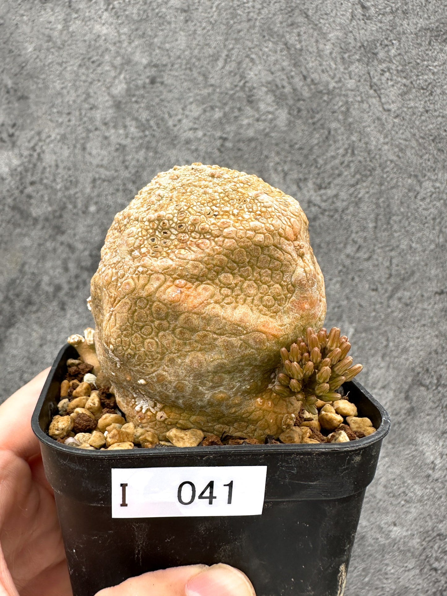 【現品限り】プセウドリトス・クビフォルメ 実生【I41】 Pseudolithos cubiforme