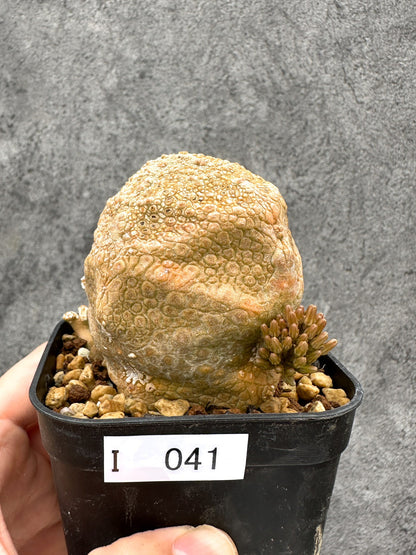 【現品限り】プセウドリトス・クビフォルメ 実生【I41】 Pseudolithos cubiforme