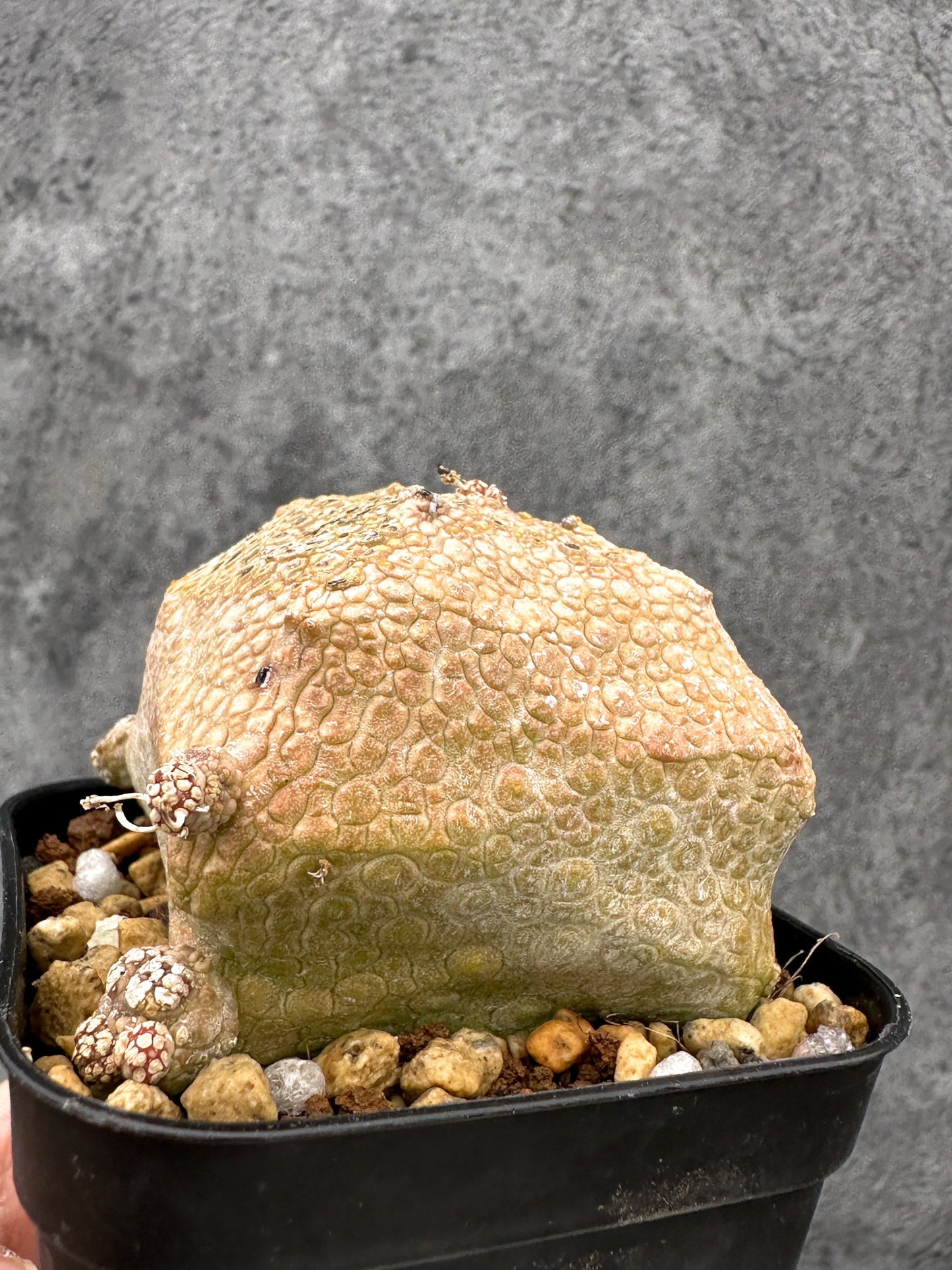 【現品限り】プセウドリトス・クビフォルメ 実生【I42】 Pseudolithos cubiforme