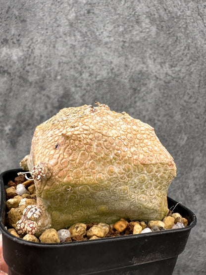 【現品限り】プセウドリトス・クビフォルメ 実生【I42】 Pseudolithos cubiforme