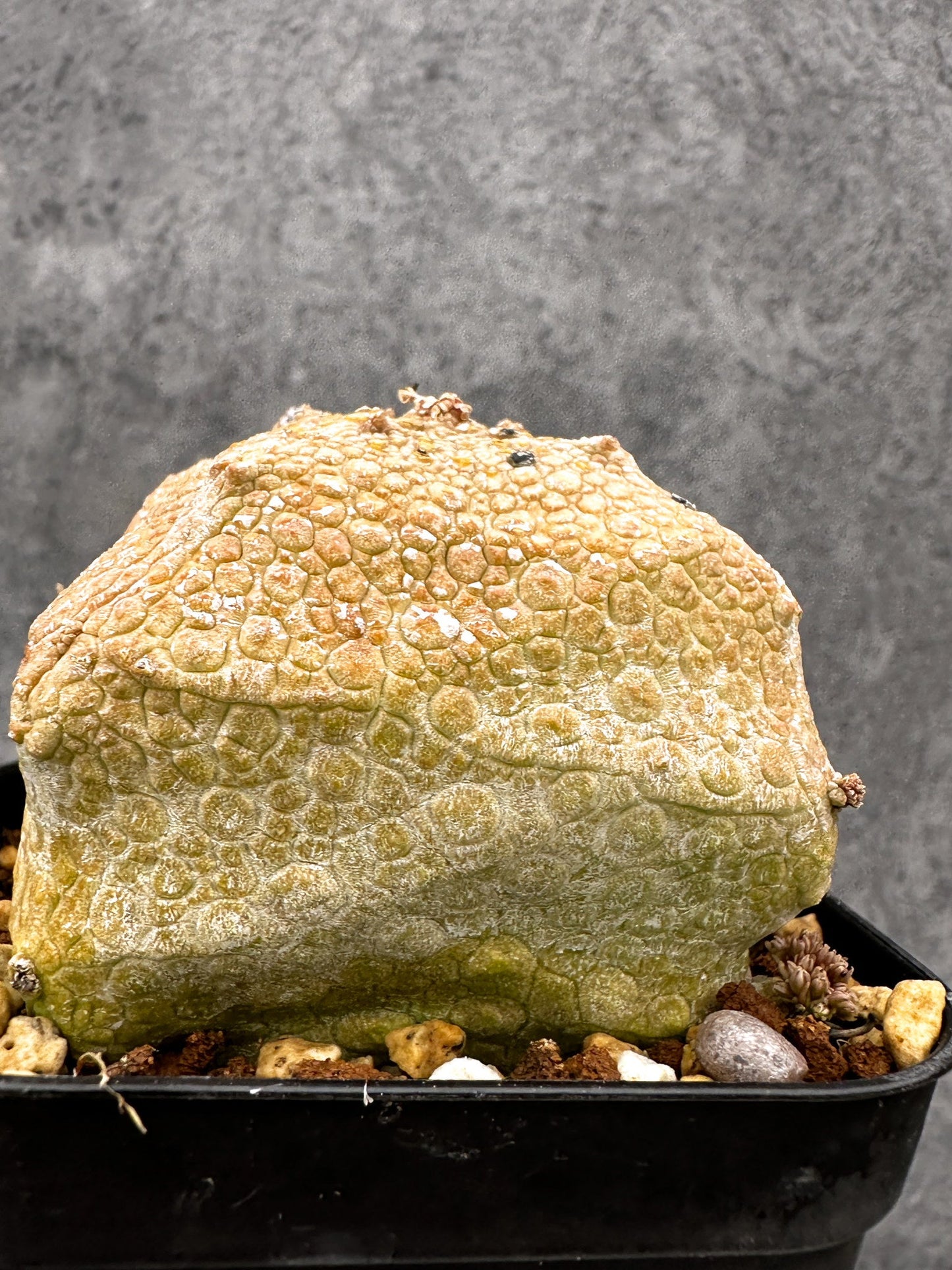 【現品限り】プセウドリトス・クビフォルメ 実生【I42】 Pseudolithos cubiforme