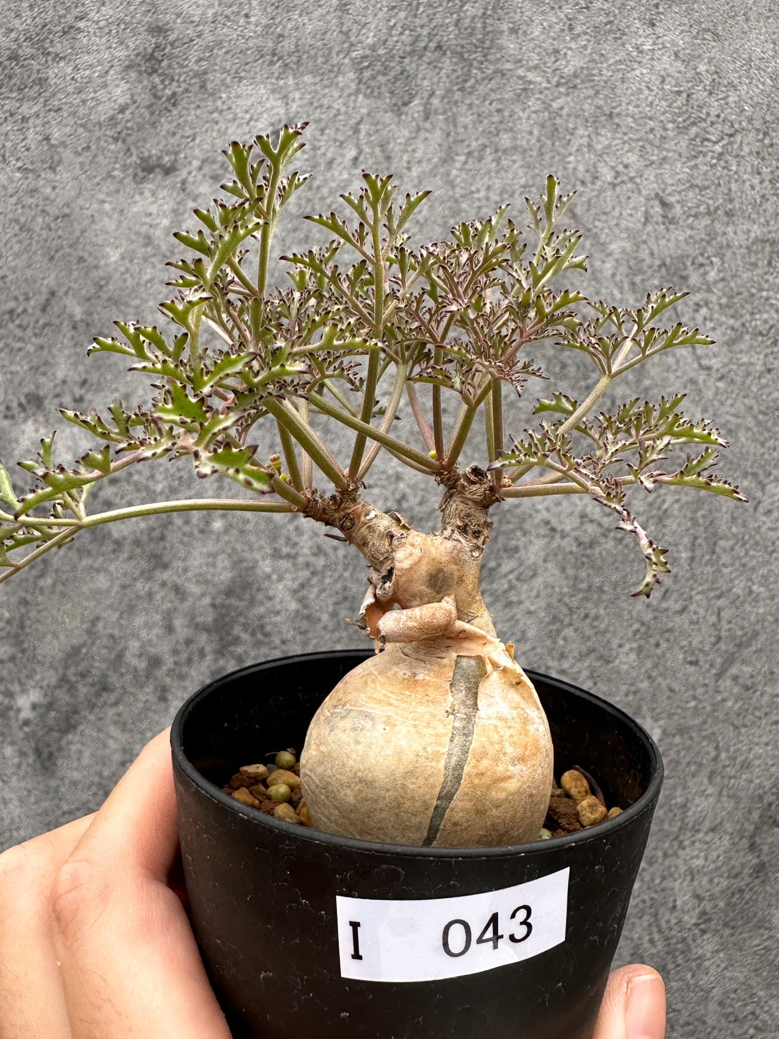 キフォステンマ(Cyphostemma) – プラントブラザーズ