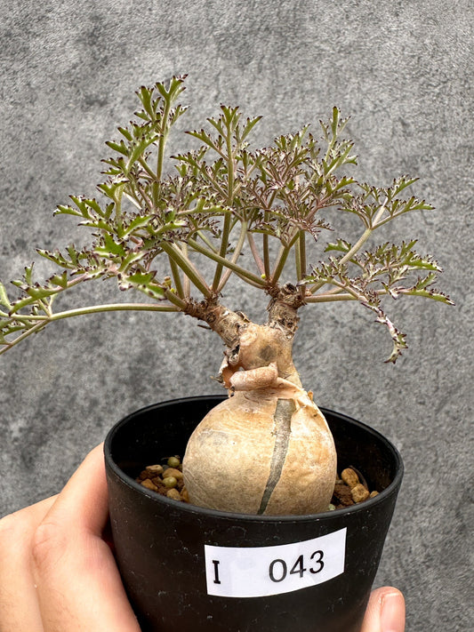 【現品限り】キフォステンマ・ベティフォルメ ナローリーフ 現地株 発根済み【I43】 Cyphostemma betiforme Somalia