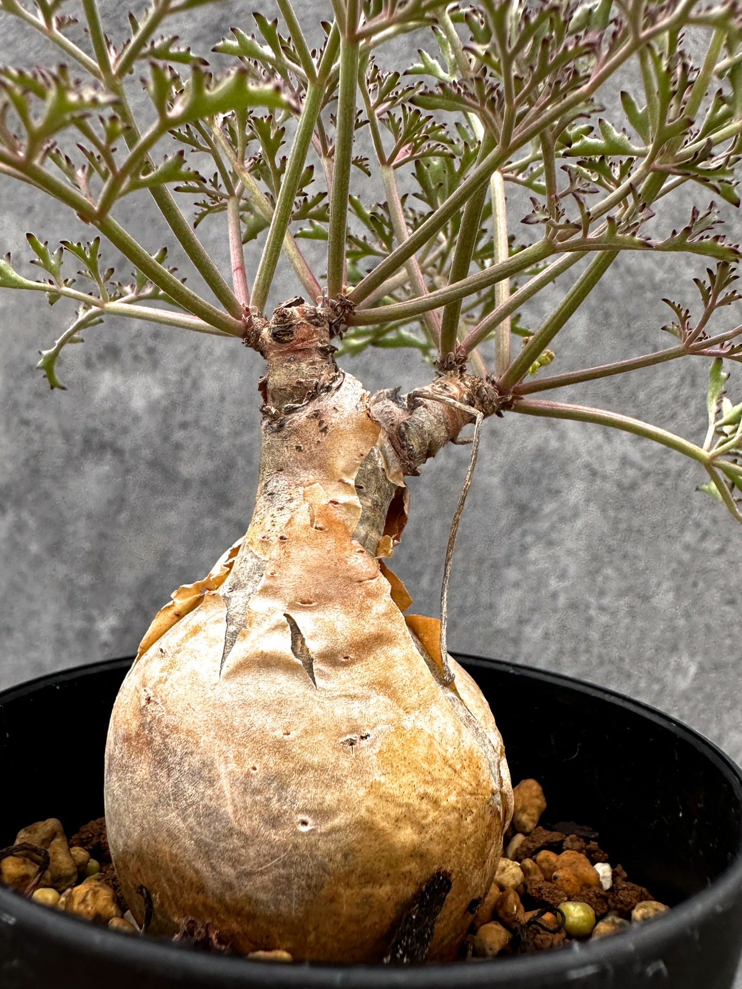 【現品限り】キフォステンマ・ベティフォルメ ナローリーフ 現地株 発根済み【I43】 Cyphostemma betiforme Somalia