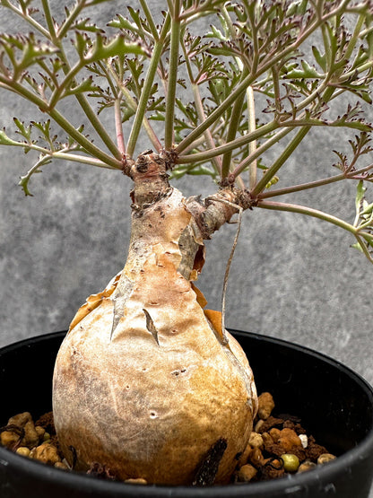 【現品限り】キフォステンマ・ベティフォルメ ナローリーフ 現地株 発根済み【I43】 Cyphostemma betiforme Somalia