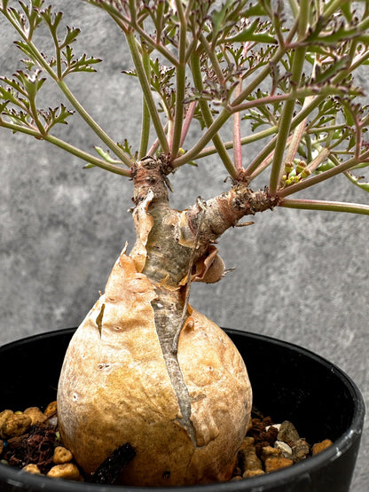 【現品限り】キフォステンマ・ベティフォルメ ナローリーフ 現地株 発根済み【I43】 Cyphostemma betiforme Somalia