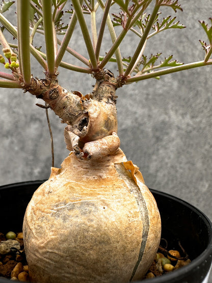 【現品限り】キフォステンマ・ベティフォルメ ナローリーフ 現地株 発根済み【I43】 Cyphostemma betiforme Somalia