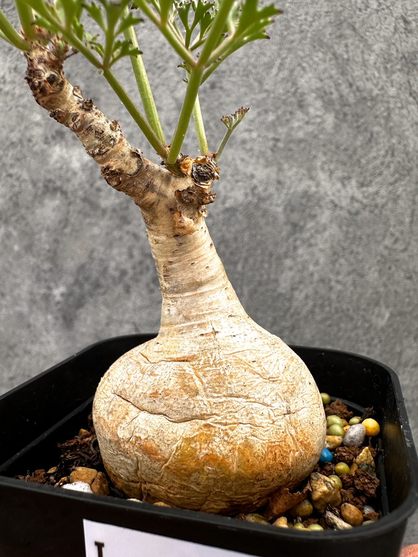 【現品限り】キフォステンマ・ベティフォルメ ナローリーフ 現地株 発根済み【I44】 Cyphostemma betiforme Somalia
