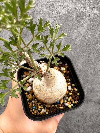 【現品限り】キフォステンマ・ベティフォルメ ナローリーフ 現地株 発根済み【I44】 Cyphostemma betiforme Somalia