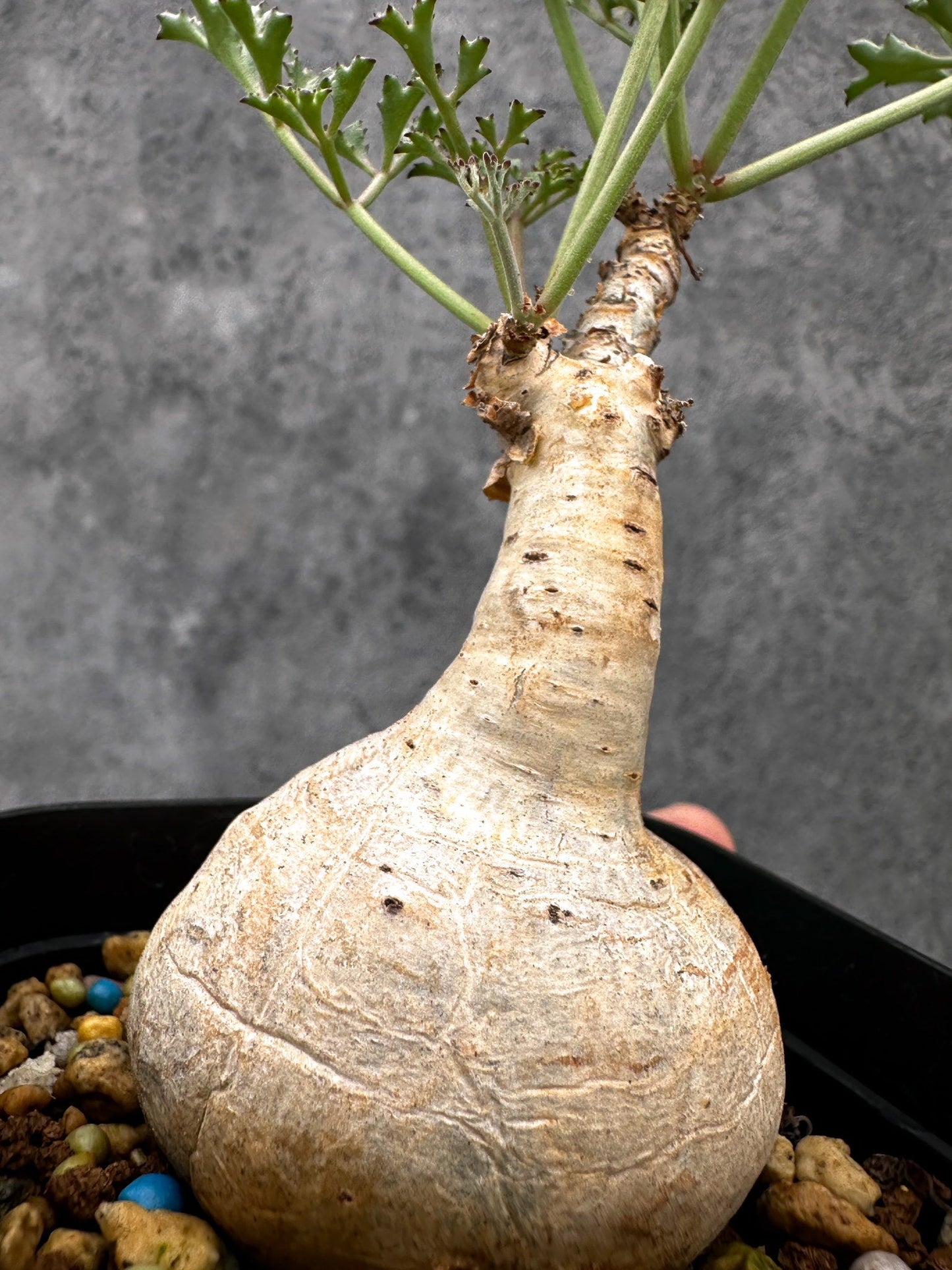 【現品限り】キフォステンマ・ベティフォルメ ナローリーフ 現地株 発根済み【I44】 Cyphostemma betiforme Somalia