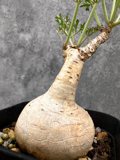 【現品限り】キフォステンマ・ベティフォルメ ナローリーフ 現地株 発根済み【I44】 Cyphostemma betiforme Somalia
