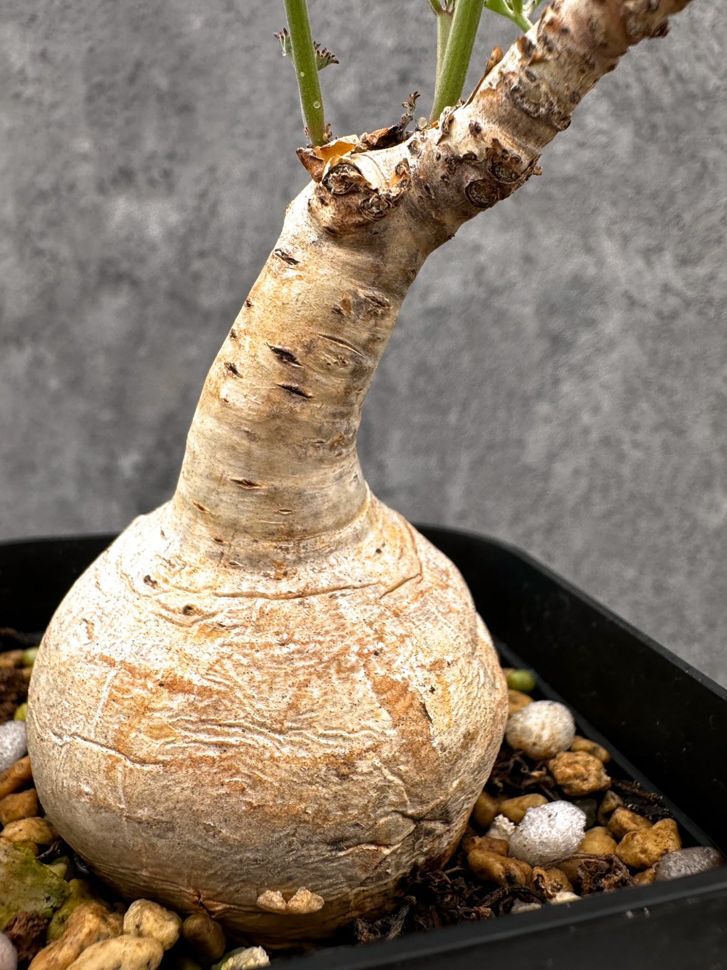 【現品限り】キフォステンマ・ベティフォルメ ナローリーフ 現地株 発根済み【I44】 Cyphostemma betiforme Somalia