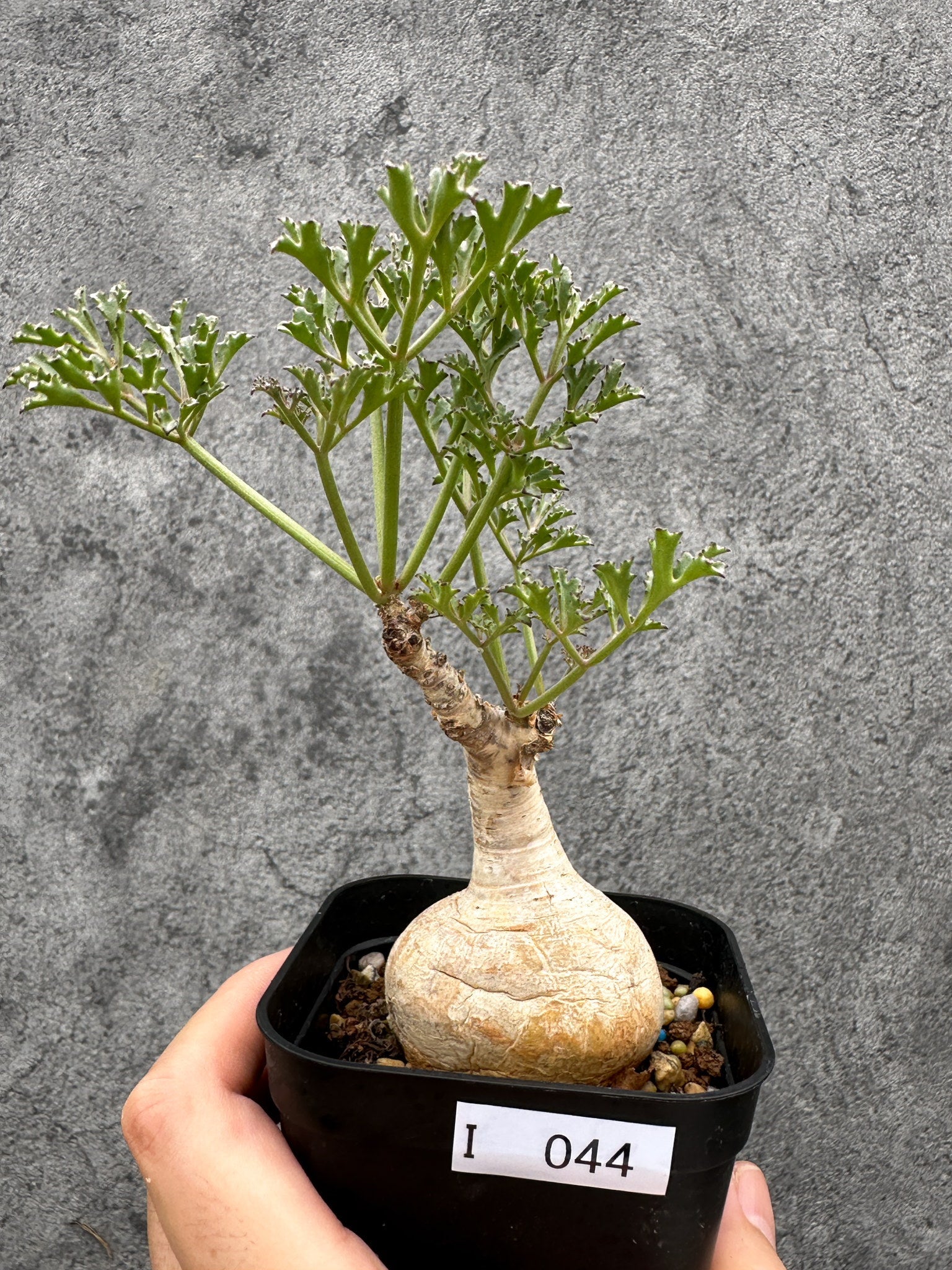 キフォステンマ(Cyphostemma) – プラントブラザーズ