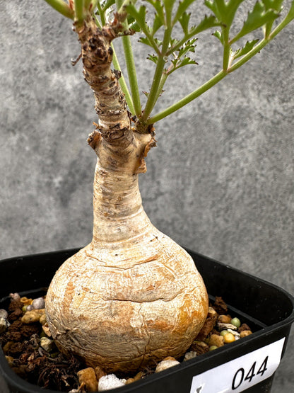 【現品限り】キフォステンマ・ベティフォルメ ナローリーフ 現地株 発根済み【I44】 Cyphostemma betiforme Somalia