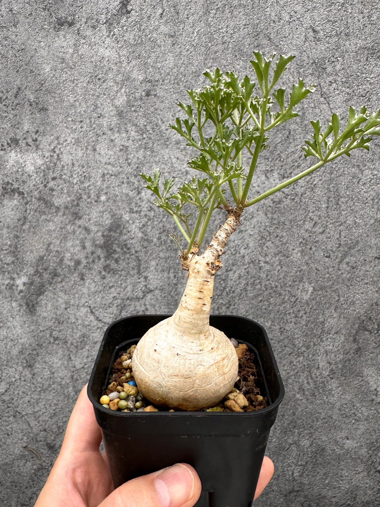 【現品限り】キフォステンマ・ベティフォルメ ナローリーフ 現地株 発根済み【I44】 Cyphostemma betiforme Somalia