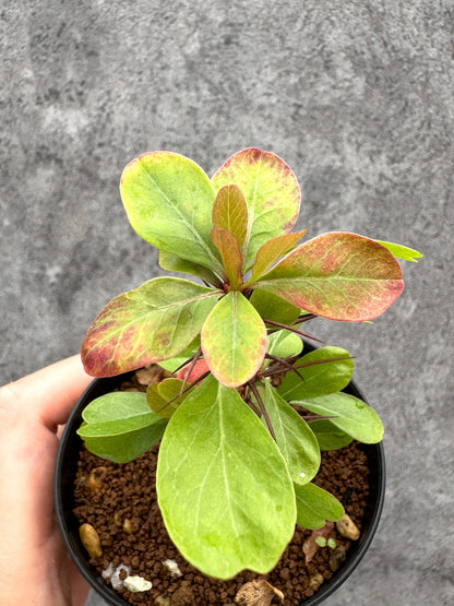 【現品限り】フォークイエリア・ファシクラータ 実生【I45】 Fouquieria fasciculata
