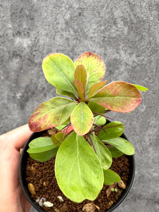 【現品限り】フォークイエリア・ファシクラータ 実生【I45】 Fouquieria fasciculata