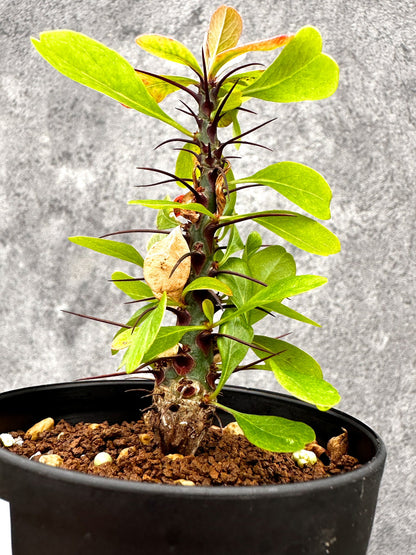 【現品限り】フォークイエリア・ファシクラータ 実生【I45】 Fouquieria fasciculata