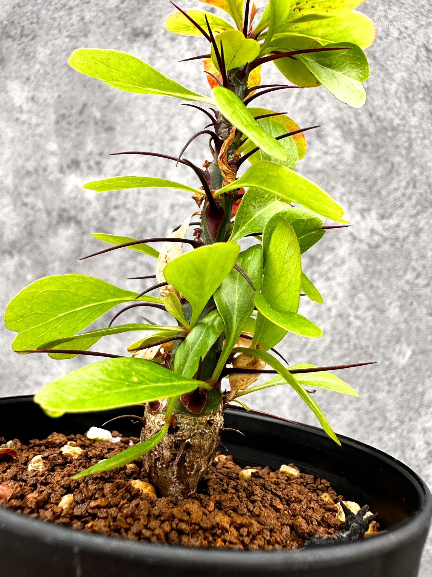 【現品限り】フォークイエリア・ファシクラータ 実生【I45】 Fouquieria fasciculata