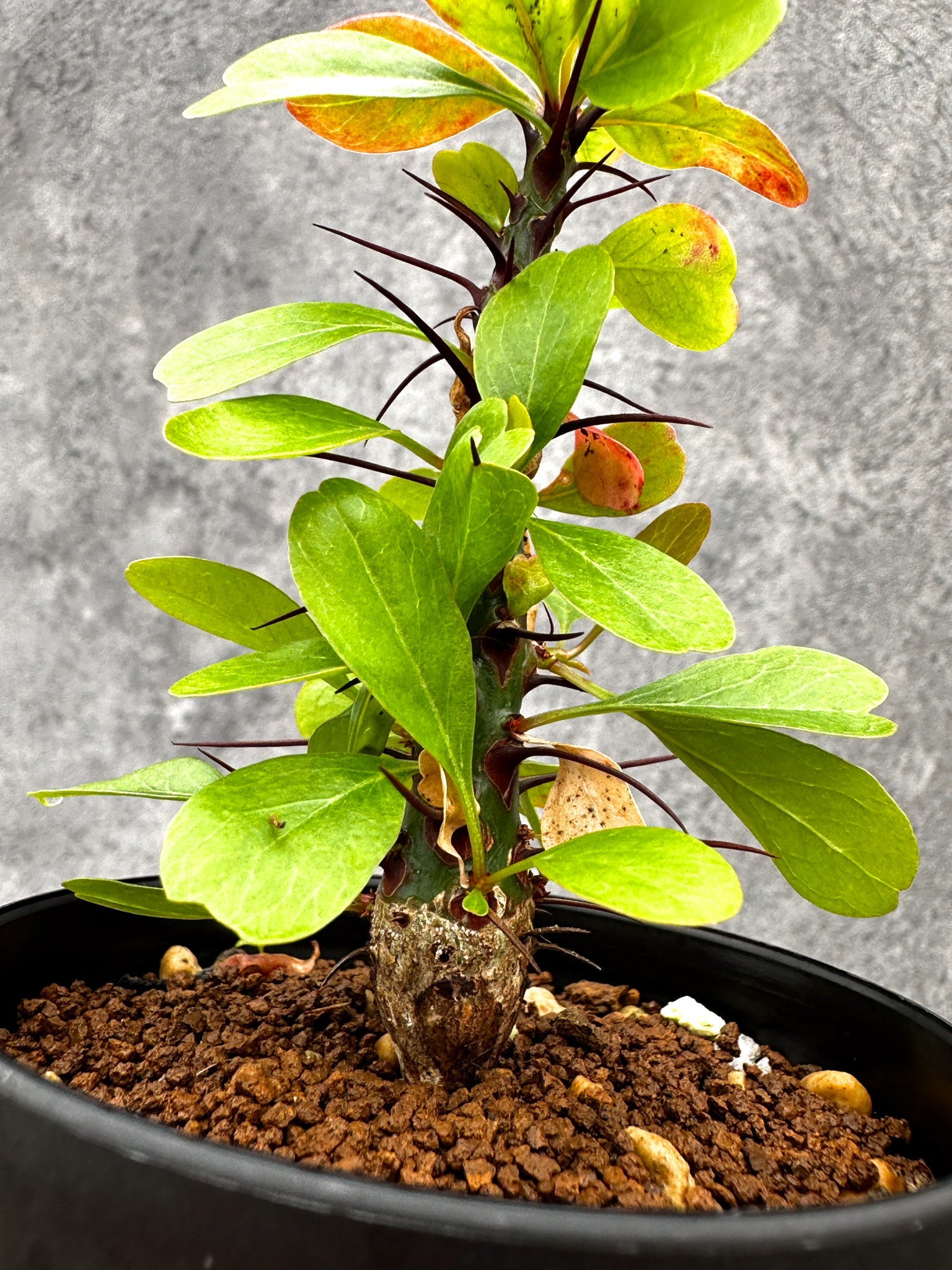 フォークイエリア・ファシクラータ 実生【I45】 Fouquieria