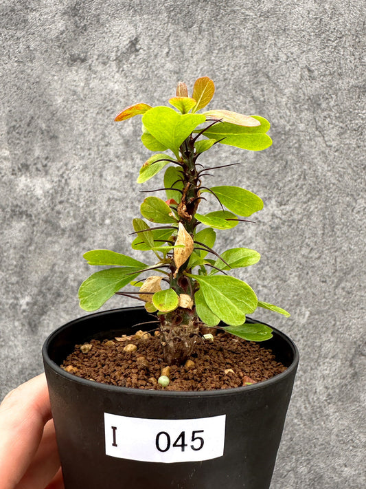【現品限り】フォークイエリア・ファシクラータ 実生【I45】 Fouquieria fasciculata