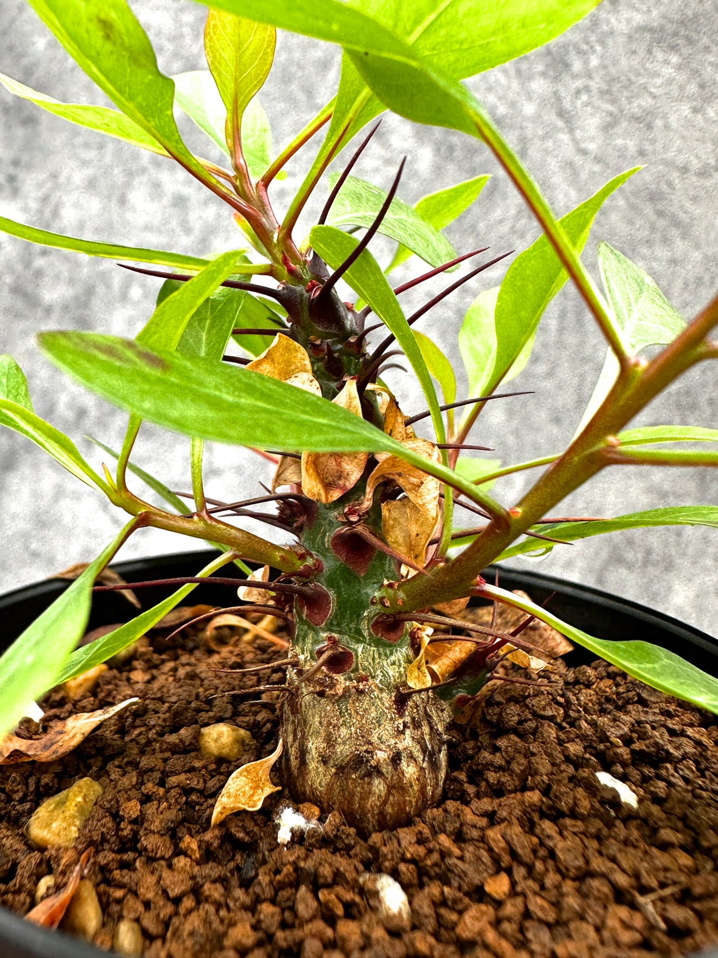 【現品限り】フォークイエリア・ファシクラータ 実生【I46】 Fouquieria fasciculata