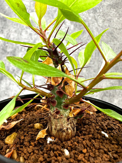 【現品限り】フォークイエリア・ファシクラータ 実生【I46】 Fouquieria fasciculata