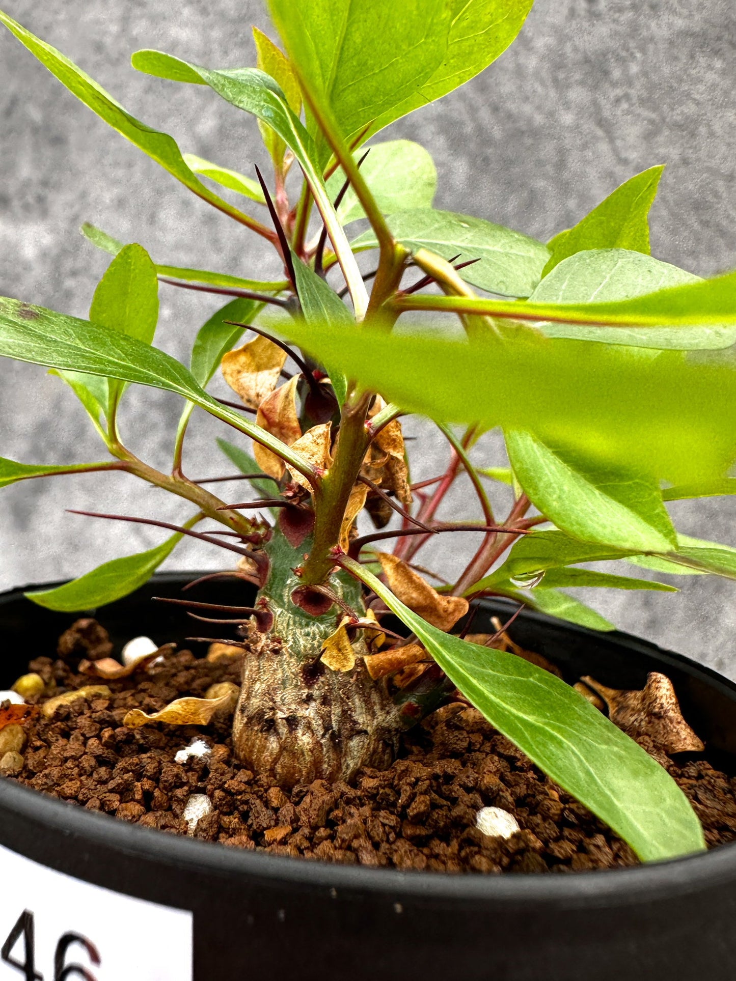 【現品限り】フォークイエリア・ファシクラータ 実生【I46】 Fouquieria fasciculata