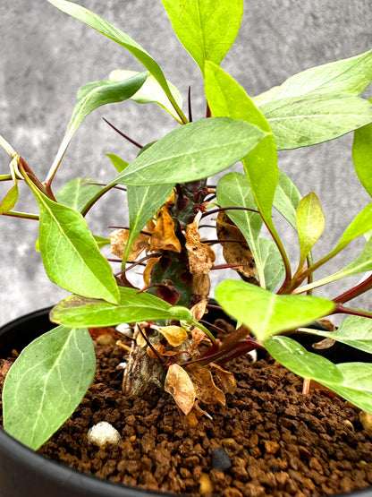 【現品限り】フォークイエリア・ファシクラータ 実生【I46】 Fouquieria fasciculata