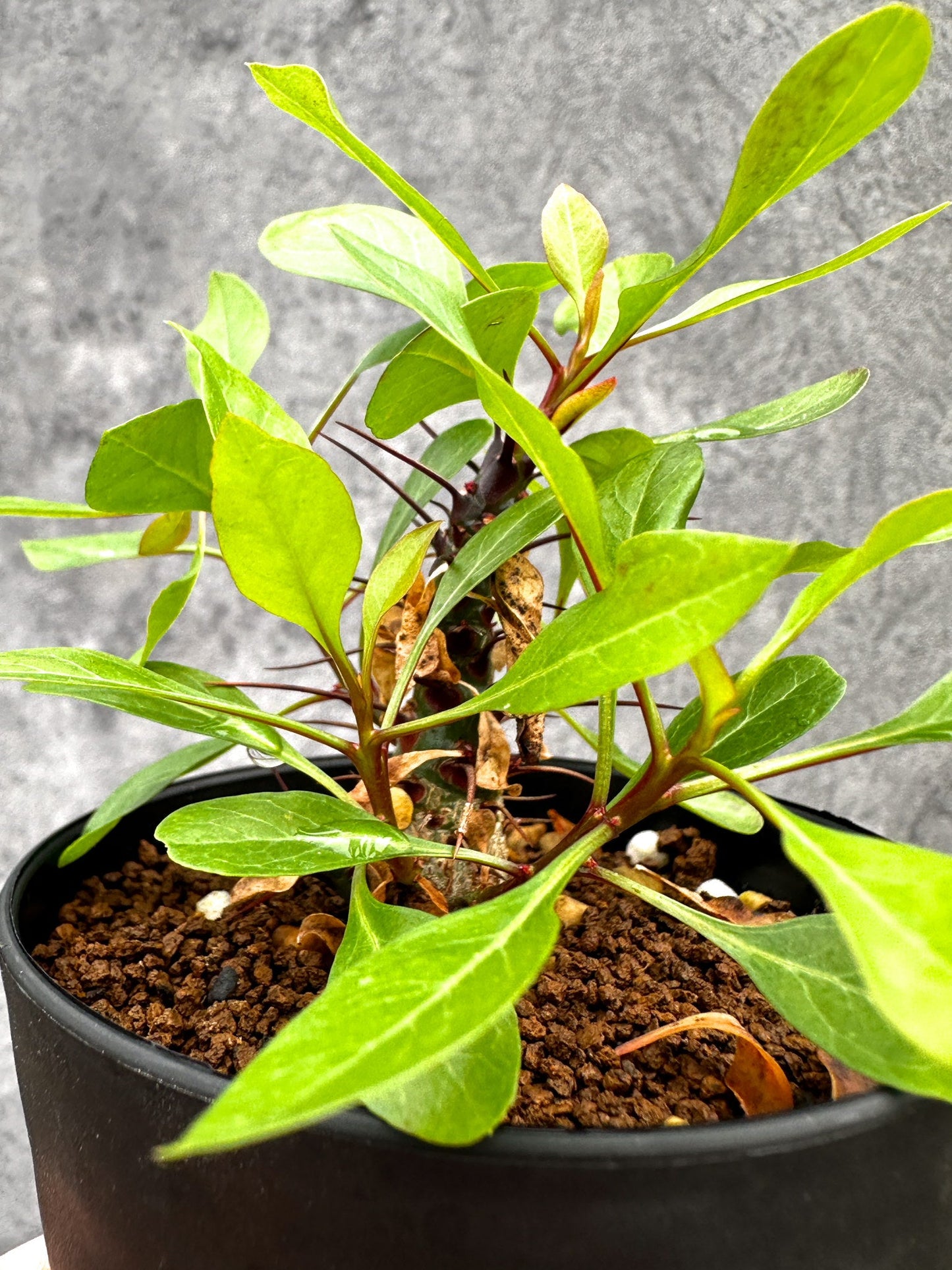 【現品限り】フォークイエリア・ファシクラータ 実生【I46】 Fouquieria fasciculata
