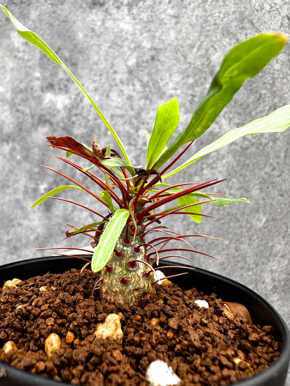 【現品限り】フォークイエリア・プルプシー 実生【I47】 Fouquieria purpusii