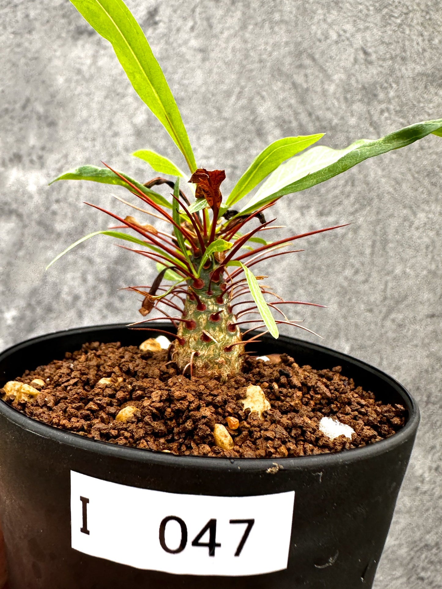 【現品限り】フォークイエリア・プルプシー 実生【I47】 Fouquieria purpusii