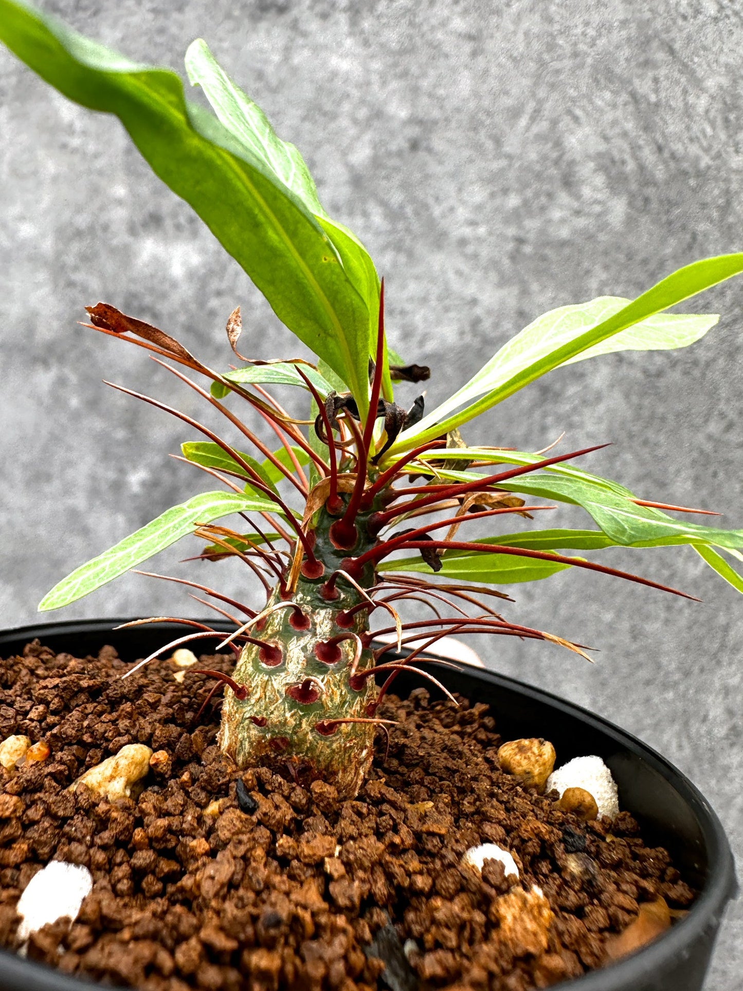 【現品限り】フォークイエリア・プルプシー 実生【I47】 Fouquieria purpusii