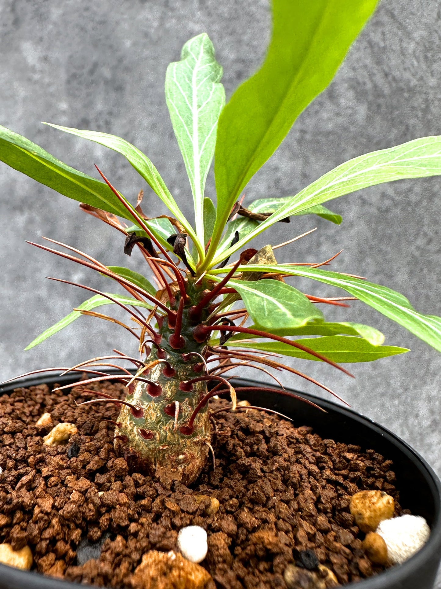 【現品限り】フォークイエリア・プルプシー 実生【I47】 Fouquieria purpusii