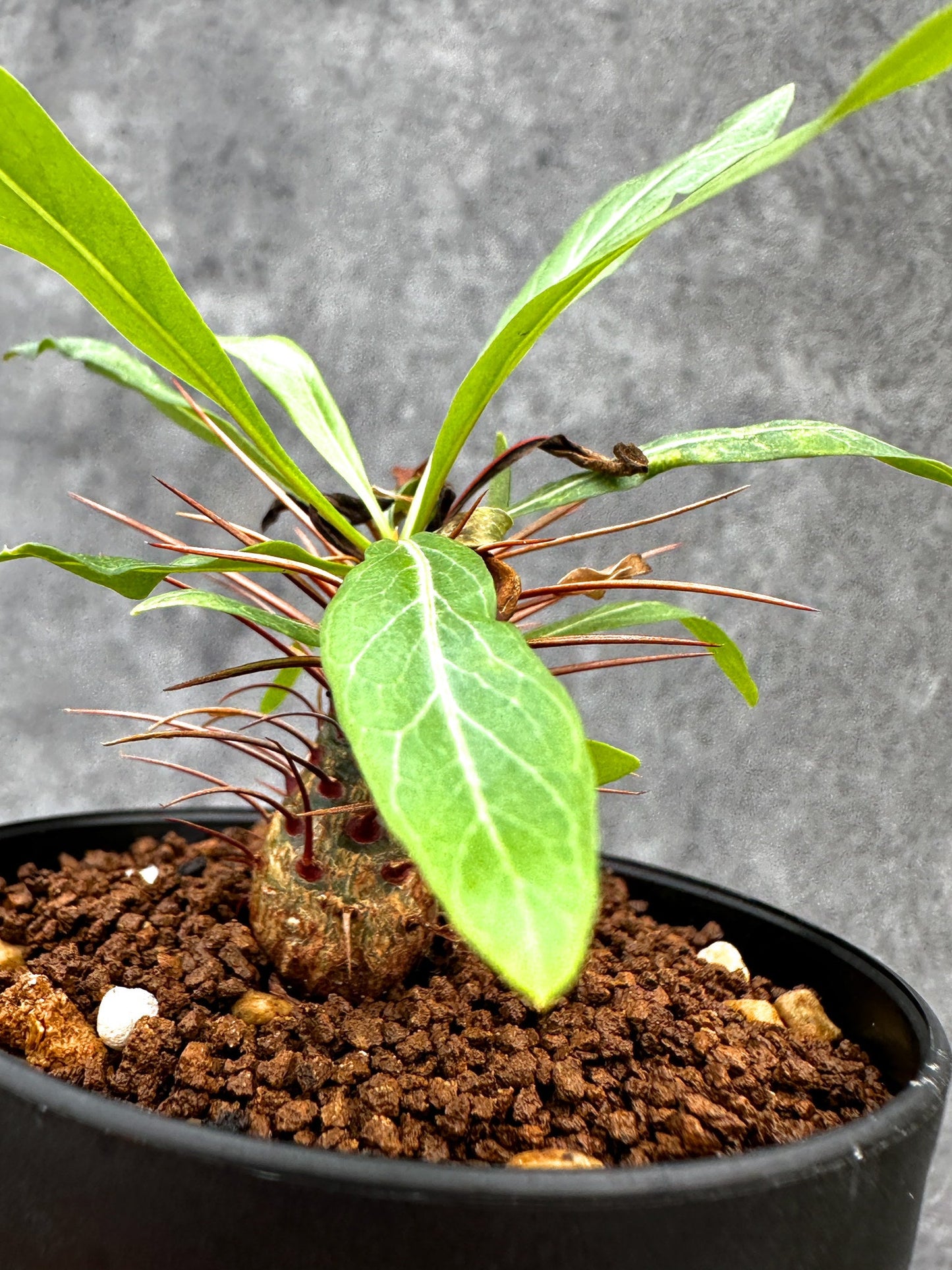 【現品限り】フォークイエリア・プルプシー 実生【I47】 Fouquieria purpusii