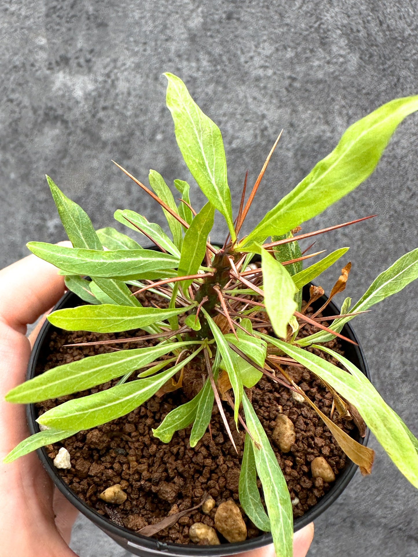 【現品限り】フォークイエリア・プルプシー 実生【I48】 Fouquieria purpusii