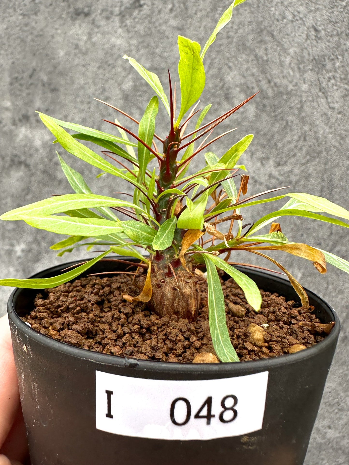 【現品限り】フォークイエリア・プルプシー 実生【I48】 Fouquieria purpusii