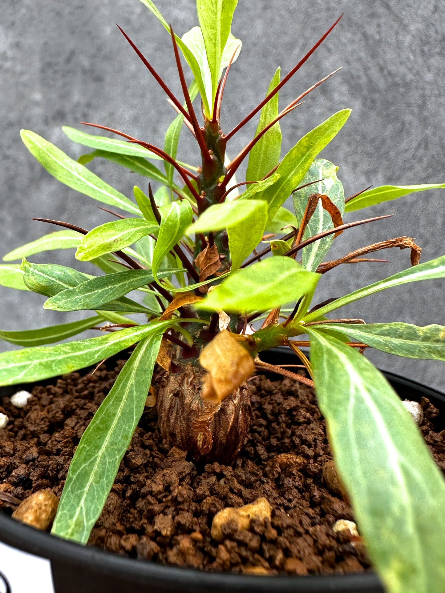 【現品限り】フォークイエリア・プルプシー 実生【I48】 Fouquieria purpusii