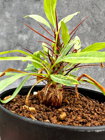 【現品限り】フォークイエリア・プルプシー 実生【I48】 Fouquieria purpusii