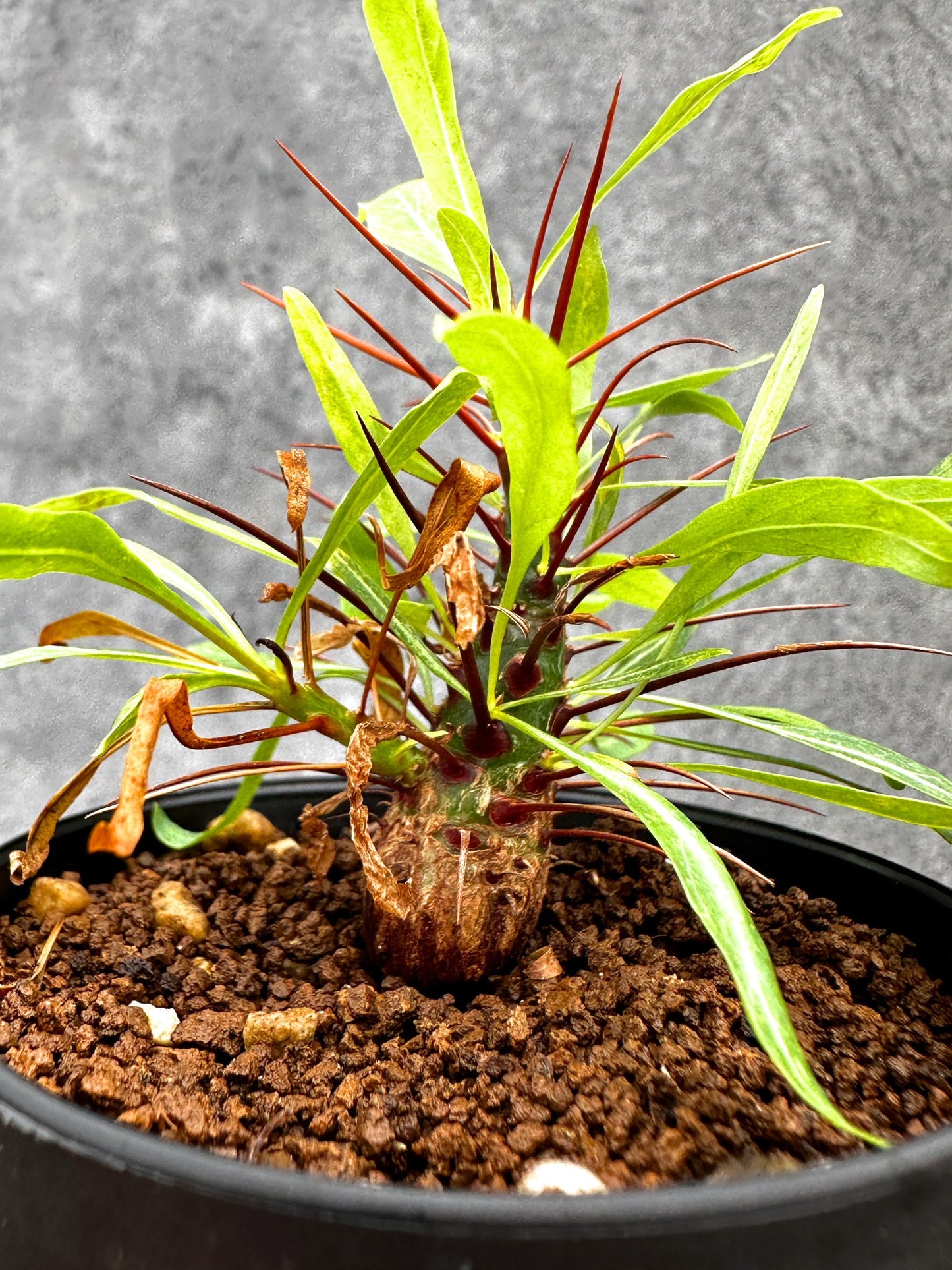 【現品限り】フォークイエリア・プルプシー 実生【I48】 Fouquieria purpusii
