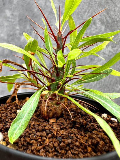 【現品限り】フォークイエリア・プルプシー 実生【I48】 Fouquieria purpusii