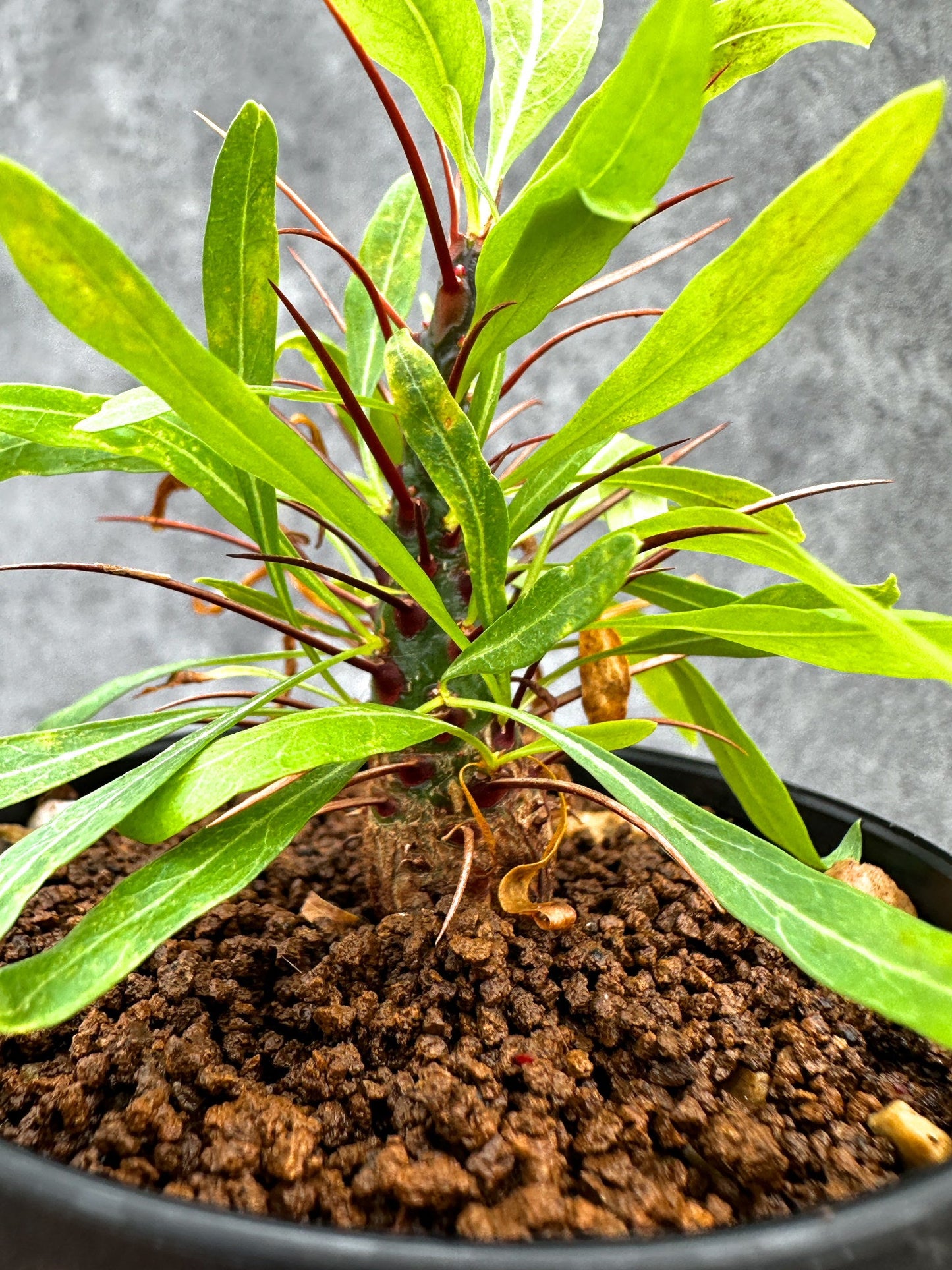 【現品限り】フォークイエリア・プルプシー 実生【I48】 Fouquieria purpusii