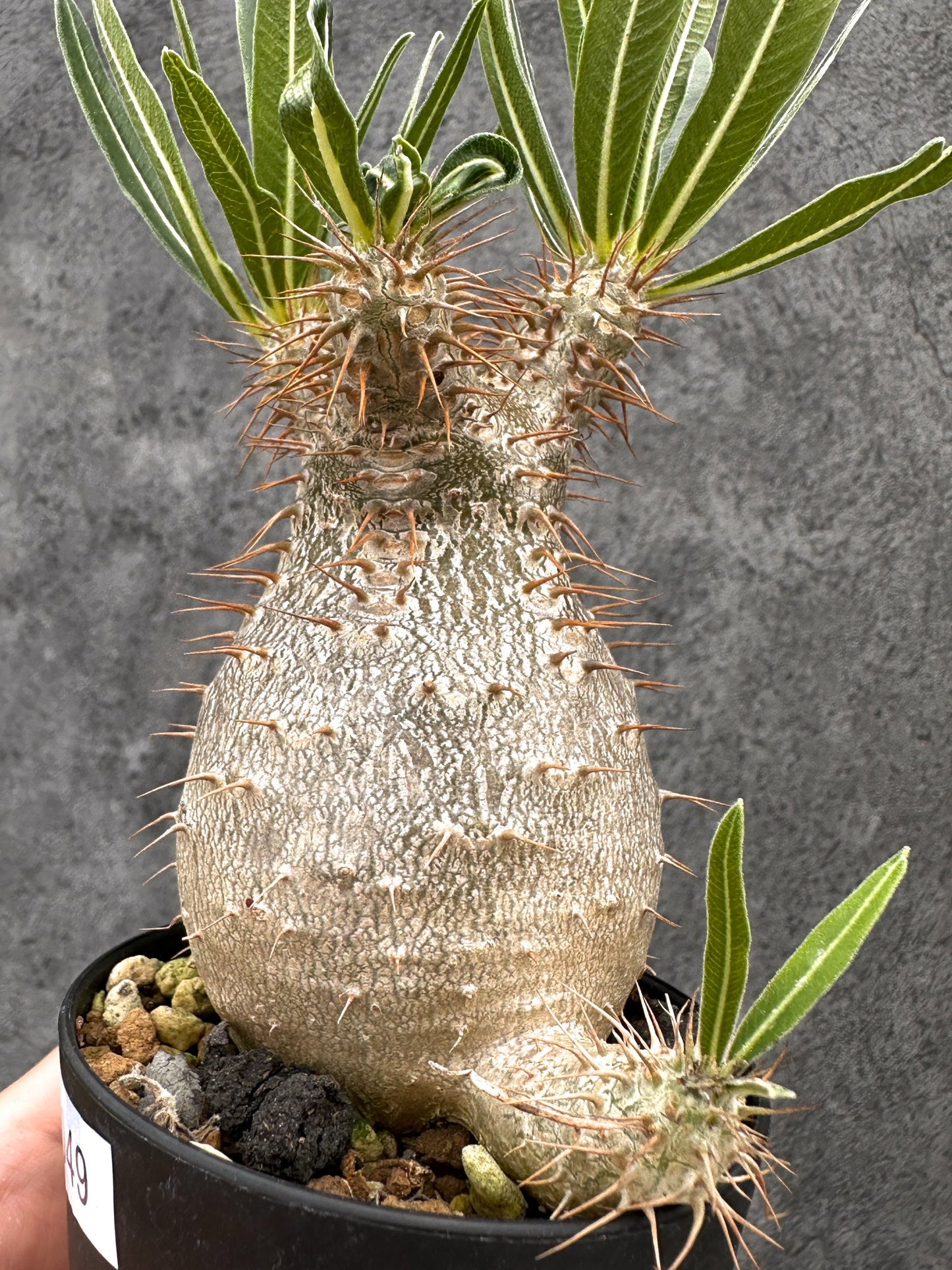 【現品限り】パキポディウム・グラキリス 実生 コレクション【I49】 Pachypodium gracilius