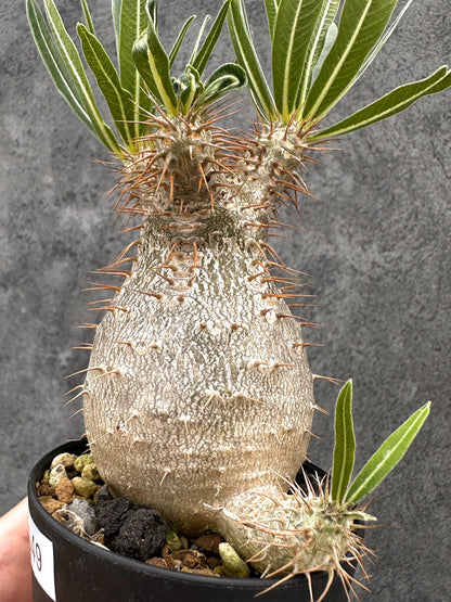 【現品限り】パキポディウム・グラキリス 実生 コレクション【I49】 Pachypodium gracilius