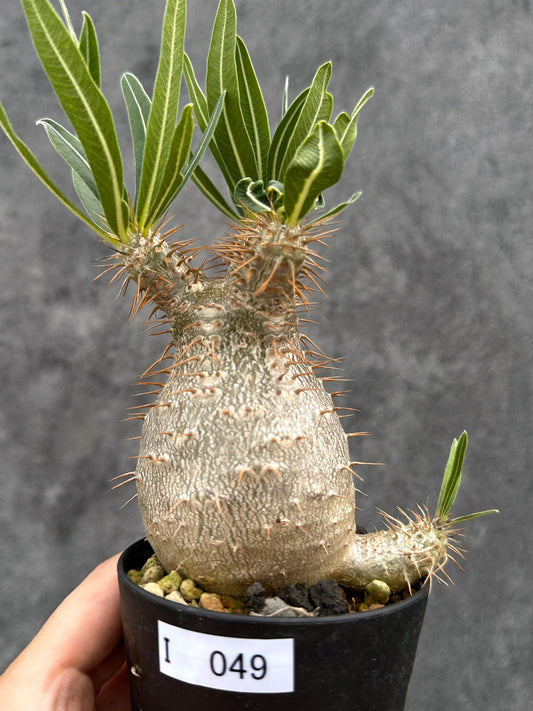 【現品限り】パキポディウム・グラキリス 実生 コレクション【I49】 Pachypodium gracilius