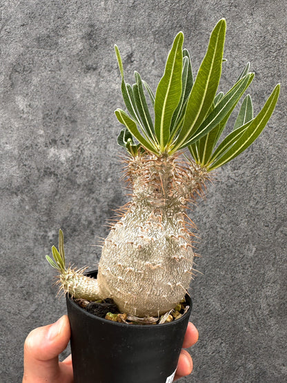【現品限り】パキポディウム・グラキリス 実生 コレクション【I49】 Pachypodium gracilius