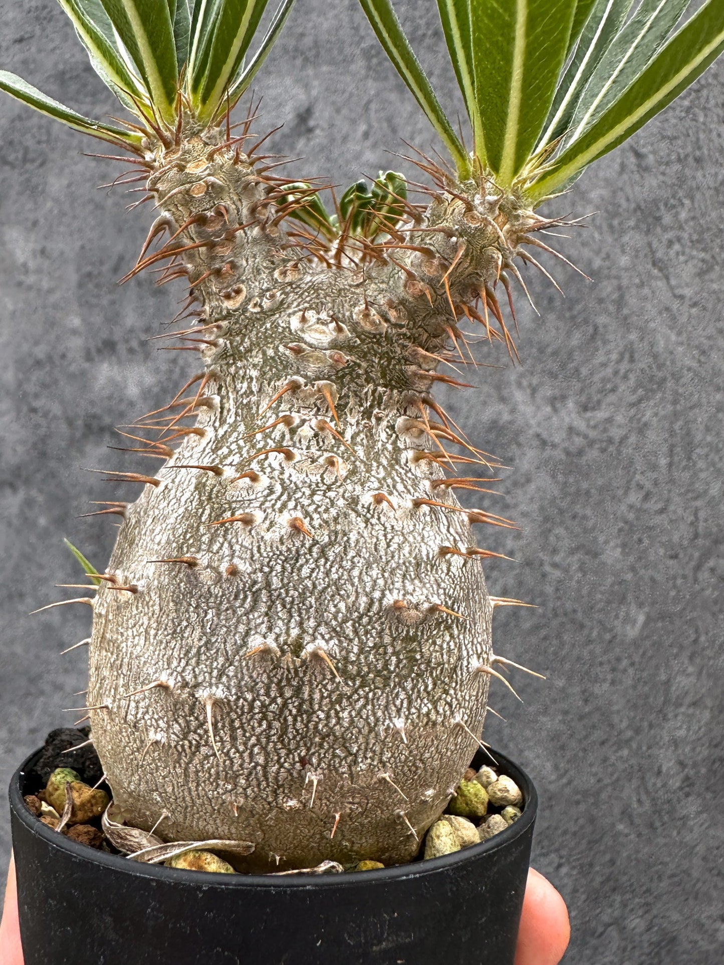 【現品限り】パキポディウム・グラキリス 実生 コレクション【I49】 Pachypodium gracilius