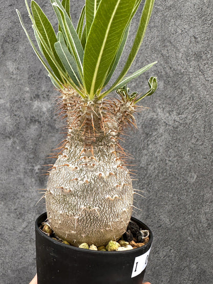 【現品限り】パキポディウム・グラキリス 実生 コレクション【I49】 Pachypodium gracilius