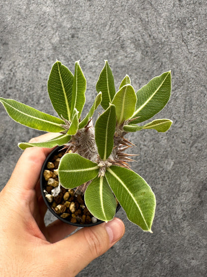 【現品限り】パキポディウム・デンシフローラム 長期実生【I4】 Pachypodium densiflorum